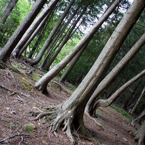 Hilary Cunningham Scharper's co-author, the forest, with tree trunks and roots extending into the forest floor.