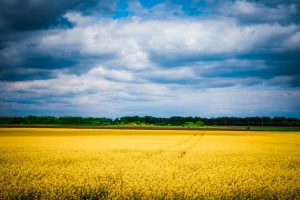 Vast field of yellow flowers under a blue, cloudy sky
